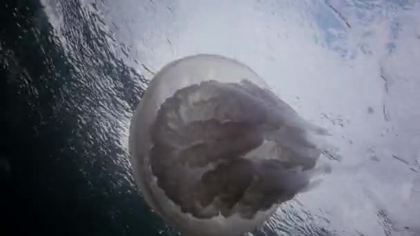 Плаваючі Товщі Води Чорному Морі Rhizostoma Pulmo Відомий Барель Медузи — стокове відео