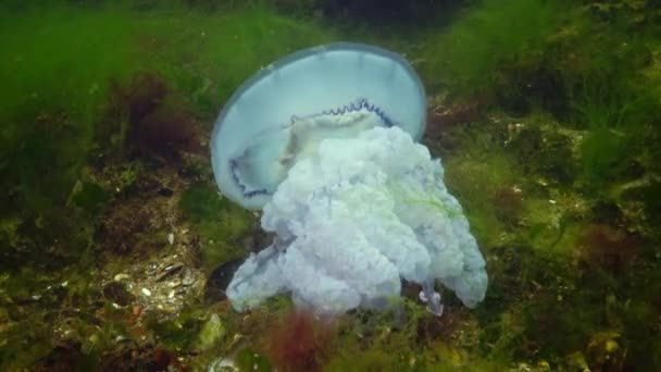 Medúza Esett Aljára Meghal Rhizostoma Pulmo Közismert Nevén Hordó Medúza — Stock videók