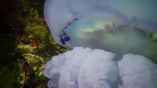 Las Medusas Cayeron Fondo Mueren Rhizostoma Pulmo Comúnmente Conocidas Como — Vídeo de stock