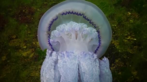 Las Medusas Cayeron Fondo Mueren Rhizostoma Pulmo Comúnmente Conocidas Como — Vídeo de stock