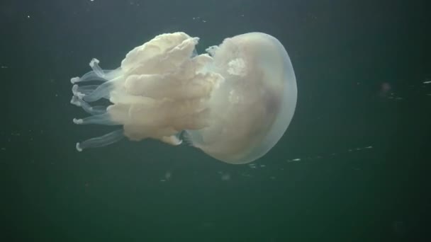 Плаваючі Товщі Води Чорному Морі Rhizostoma Pulmo Відомий Барель Медузи — стокове відео