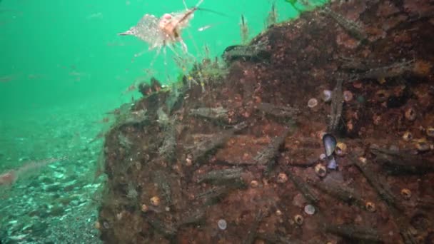 虾在海床上的堆积 位于敖德萨湾的辰海 Adspersus 波罗的海虾 是一种在黑海频繁的虾种 — 图库视频影像
