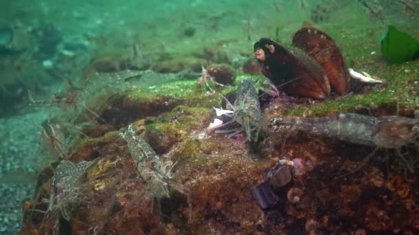 Накопичення Креветки Морському Дні Морі Чень Одеської Затоки Palaemon Adspersus — стокове відео
