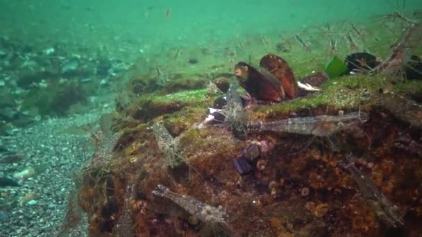 Accumulation Shrimp Seabed Chen Sea Odessa Gulf Palaemon Adspersus Commonly — Stock Video