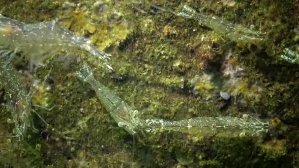 Acúmulo Camarão Fundo Mar Mar Chen Golfo Odessa Palaemon Adspersus — Vídeo de Stock