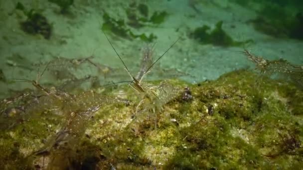 Accumulation Shrimp Seabed Chen Sea Odessa Gulf Palaemon Adspersus Commonly — Stock Video