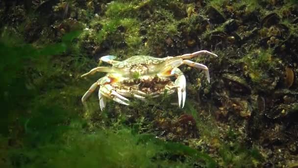 Male Female Swimming Crab Macropipus Holsatus Breeding Close Black Sea — Stock Video