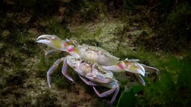 Crabe Nageur Macropipus Holsatus Mâle Femelle Avant Reproduction Gros Plan — Video