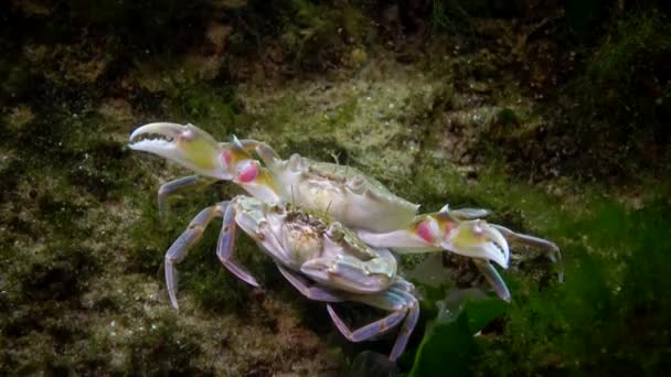 Cangrejo Nadador Macho Hembra Macropipus Holsatus Antes Reproducirse Cerca Mar — Vídeos de Stock