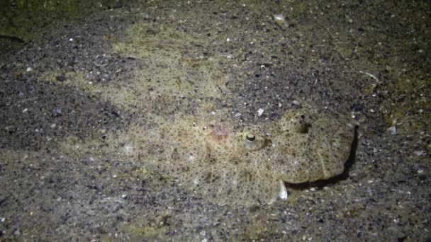 Scophthalmus Maeoticus Turbot Kalkan Mer Noire Déguisé Sur Fond Sablonneux — Video