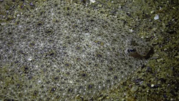 Scophthalmus Maeoticus Turbot Morza Czarnego Lub Kalkan Ukrytego Piaszczyste Dno — Wideo stockowe