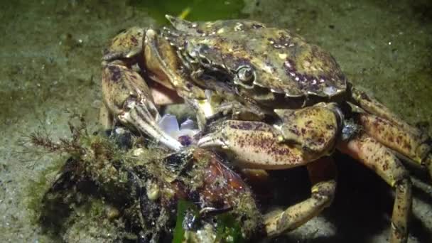 绿蟹或岸边蟹的营养 Aestuarii 小龙虾从贻贝壳中取肉 放在嘴里 — 图库视频影像