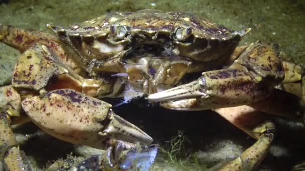 Výživa Zelené Kraby Nebo Krabí Pobřeží Carcinus Maenas Carcinus Aestuarii — Stock video