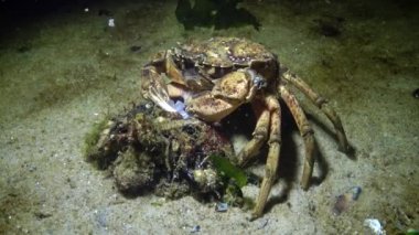 Beslenme yeşil yengeç veya (Çingene maenas, çingene yengeci) Shore yengeç, kerevit, midye kabuğu et alır ve ağzına koyar. Karadeniz