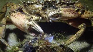 Beslenme yeşil yengeç veya (Çingene maenas, çingene yengeci) Shore yengeç, kerevit, midye kabuğu et alır ve ağzına koyar. Karadeniz