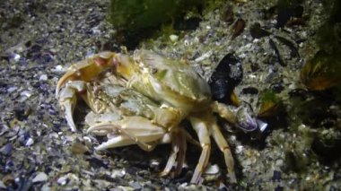 Yengeç üretimi (Liocarcinus holsatus). Çiftleşmeden önce erkek ve dişi. Karadeniz