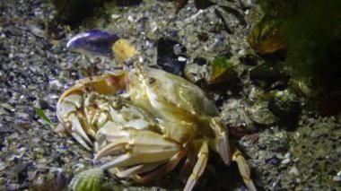 Yengeç üretimi (Liocarcinus holsatus). Çiftleşmeden önce erkek ve dişi. Karadeniz