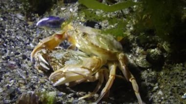 Yengeç üretimi (Liocarcinus holsatus). Çiftleşmeden önce erkek ve dişi. Karadeniz