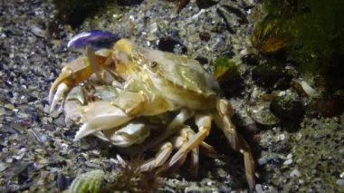 Yengeç üretimi (Liocarcinus holsatus). Çiftleşmeden önce erkek ve dişi. Karadeniz