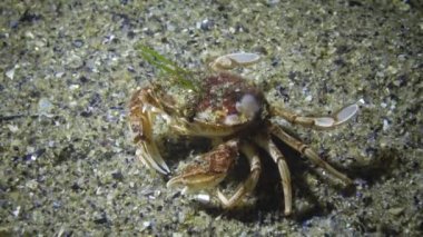Uçan yengeç (Liocarcinus holsatus) kırmızı ve yeşil yosun ile büyümüş. Karadeniz, Odessa Bay