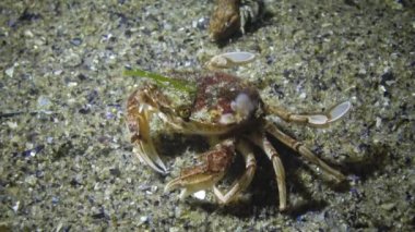 Uçan yengeç (Liocarcinus holsatus) kırmızı ve yeşil yosun ile büyümüş. Karadeniz, Odessa Bay