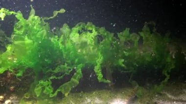 Yosun kumlu bir alt duyulabilir değil. Karadeniz, Odessa Bay