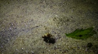Kum sole (Pegusa lascaris) kumlu zemin, yakın çekim, yan görünüm üzerinde yatıyor. Karadeniz balık. 