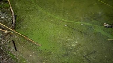 Mavi - yeşil alg Microcystis aeruginosa kirli ötrofik göl Yalpug, Odessa region, Ukrayna içinde kitle gelişimi