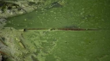 Mavi - yeşil alg Microcystis aeruginosa kirli ötrofik göl Yalpug, Odessa region, Ukrayna içinde kitle gelişimi