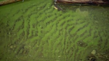 Mavi - yeşil alg Microcystis aeruginosa kirli ötrofik göl Yalpug, Odessa region, Ukrayna içinde kitle gelişimi