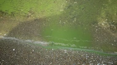 Mavi - yeşil alg Microcystis aeruginosa kirli ötrofik göl Yalpug, Odessa region, Ukrayna içinde kitle gelişimi