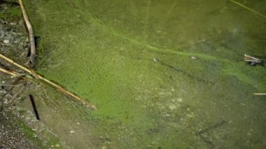 Mavi - yeşil alg Microcystis aeruginosa kirli ötrofik göl Yalpug, Odessa region, Ukrayna içinde kitle gelişimi
