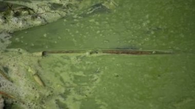 Mavi - yeşil alg Microcystis aeruginosa kirli ötrofik göl Yalpug, Odessa region, Ukrayna içinde kitle gelişimi