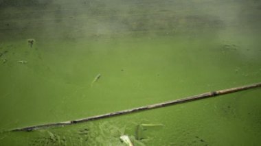 Mavi - yeşil alg Microcystis aeruginosa kirli ötrofik göl Yalpug, Odessa region, Ukrayna içinde kitle gelişimi