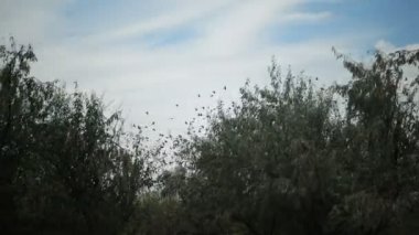 Bir kuş sürüsü bulutlu mavi gökyüzüne doğru akın ediyor. Büyük bir grup küçük kuş birbirine yakın uçuyor. Tipik bir böcek sürüsü. Sığırcık sürüsü gibi.)