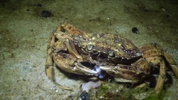 Nutrition du crabe vert ou du crabe de rivage (Carcinus maenas, Carcinus aestuarii), l'écrevisse prend la viande de la coquille de la moule et la met dans sa bouche. Mer Noire 