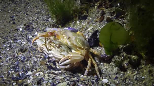 螃蟹繁殖 Liocarcinus Holsatus 交配前的男人和女人黑海地区 — 图库视频影像