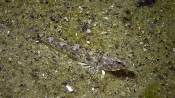 Marmorerad Smörbult Pomatoshistus Marmoratus Förklädd Sandbotten Svarta Havet Odessa Bay — Stockvideo