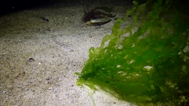 Algen Sind Einem Sandigen Boden Nicht Hören Schwarzes Meer Bucht — Stockvideo