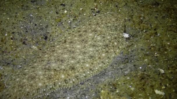 Άμμο Σόλα Pegusa Λάσκαρη Βαρύνει Αμμώδες Έδαφος Γκρο Πλαν Πλευρική — Αρχείο Βίντεο
