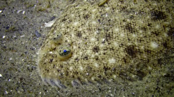 Sandsohle Pegusa Lascaris Liegt Auf Dem Sandigen Boden Nahaufnahme Seitenansicht — Stockvideo