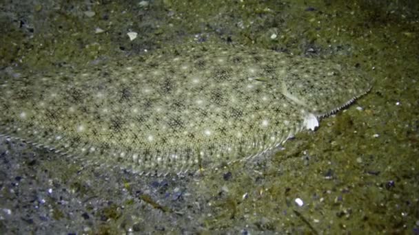 Pegusa ラスカリス 砂質地盤のクローズ アップ サイドビューにあります 黒海の魚 — ストック動画