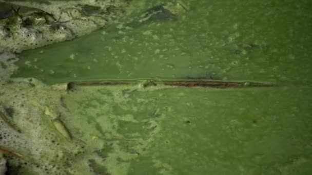 Massa Utveckling Den Blå Green Alga Microcystis Aeruginosa Den Förorenade — Stockvideo