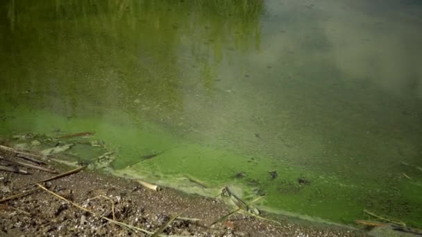 Massa Utveckling Den Blå Green Alga Microcystis Aeruginosa Den Förorenade — Stockvideo