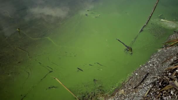 Massa Utveckling Den Blå Green Alga Microcystis Aeruginosa Den Förorenade — Stockvideo