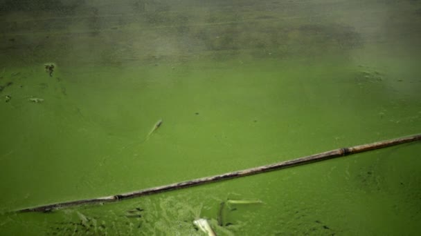 Desarrollo Masivo Alga Azul Verde Microcystis Aeruginosa Lago Eutrófico Contaminado — Vídeo de stock