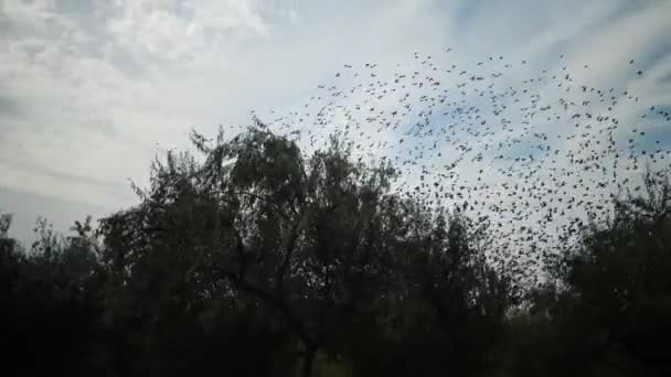 Vogelschwärme Schwärmen Vor Blauem Himmel Mit Wolken Große Gruppe Kleiner — Stockvideo