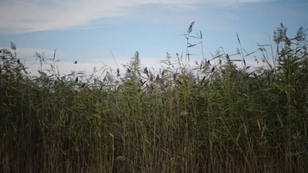 Manada Aves Que Pululan Contra Cielo Azul Con Nubes Gran — Vídeo de stock