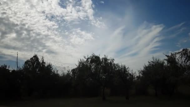 雲で青い空に向かって群がる鳥の群れ 一般的なスターリングの群れ行動のような典型的な群れを狩り昆虫を一緒に近くに飛んでいる小さな鳥の大規模なグループ Sturus Valgaris — ストック動画