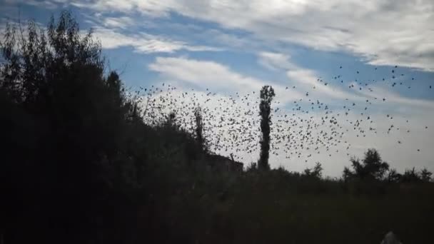 雲で青い空に向かって群がる鳥の群れ 一般的なスターリングの群れ行動のような典型的な群れを狩り昆虫を一緒に近くに飛んでいる小さな鳥の大規模なグループ Sturus Valgaris — ストック動画